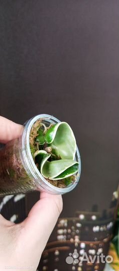 Хойя компакта регалис