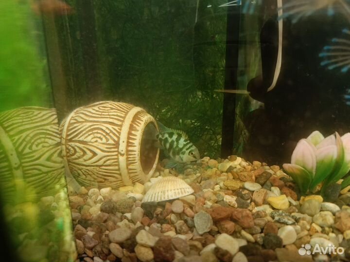 Голубая Панда породистые рыбки