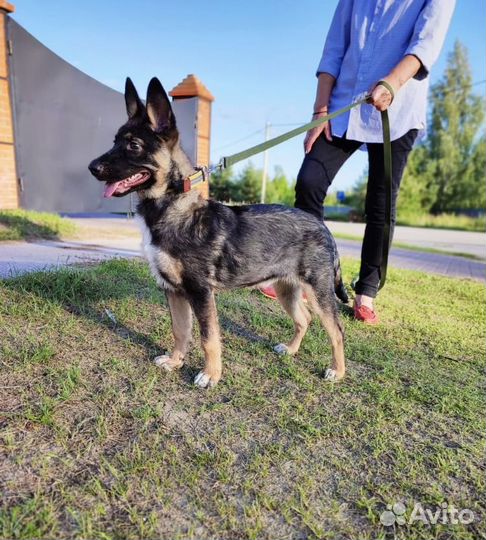 Метис малинуа в добрые руки