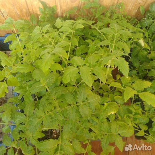 Рассада помидор и перцев