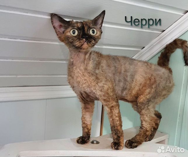 Кошка и кот девон рекс