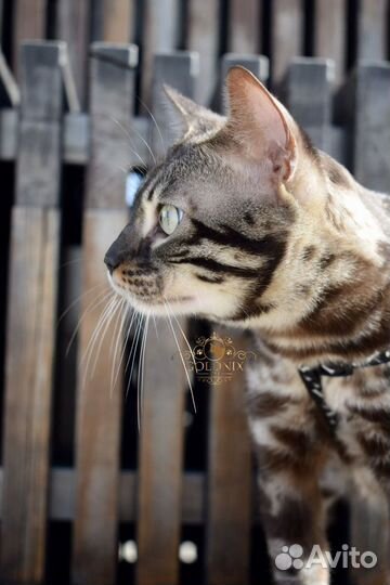 Вязка с бенгальским котом