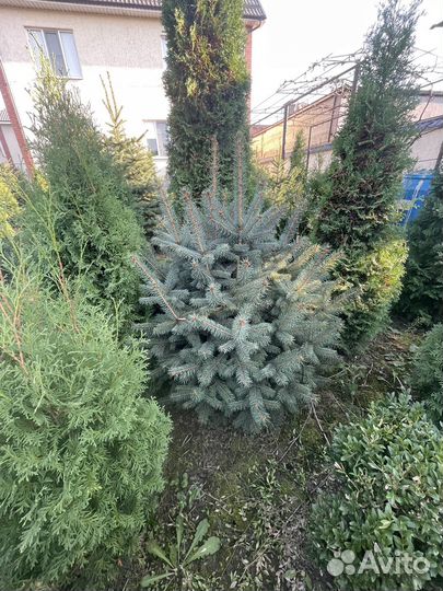 Голубая ель