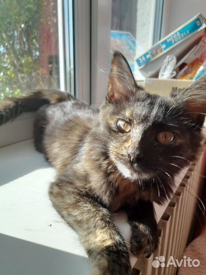 Котёнок