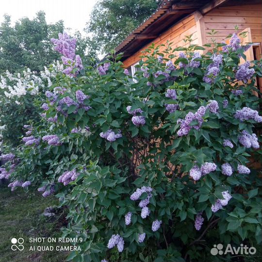 Пион, ирис, сирень, ежевика, душица, мята