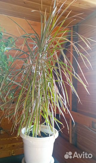 Пальма драцена