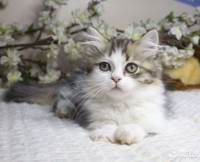 Котята манчкин