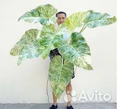 Филодендрон Гигантум вариегатный