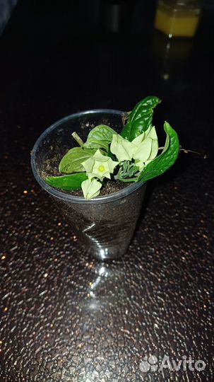 Клеродендрум отроски