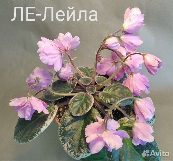 Фиалка цветущая (стандарт 1)