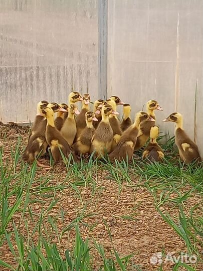 Утята,индийский бегунок'