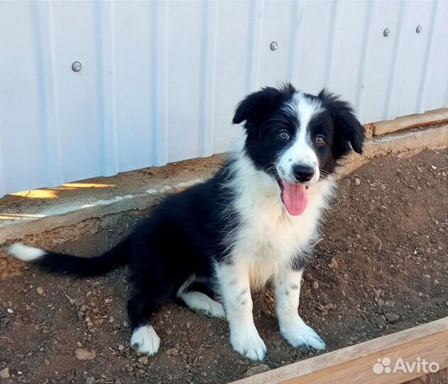 Щенок бордер колли классика