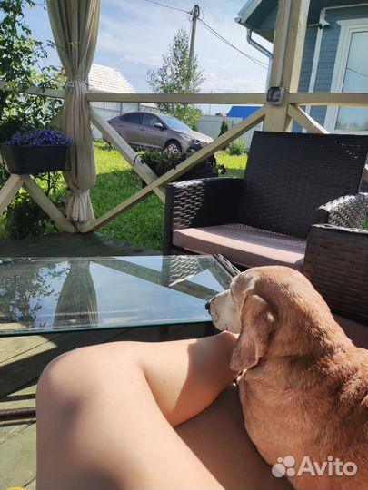 Индивидуальная передержка собак и кошек