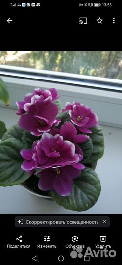 Фиалки детки