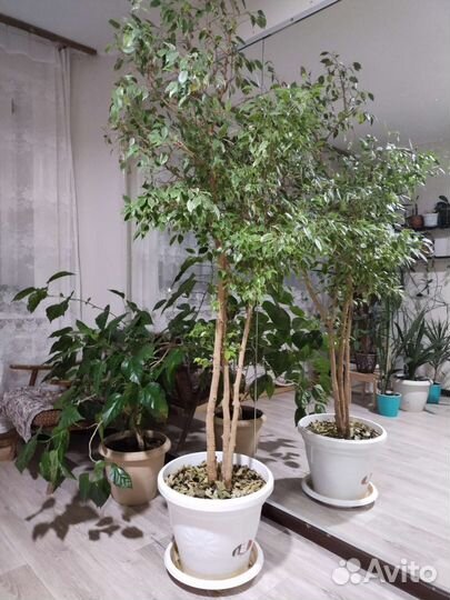 Фикус бенджамина большой