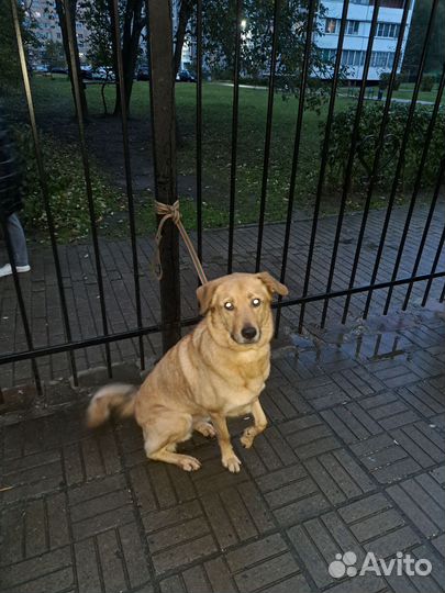 Собака, верный друг в добрые руки