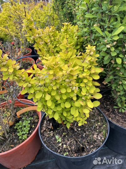 Барбарис тунберга в асортисенте