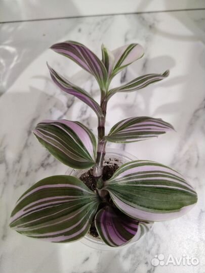 Традесканция