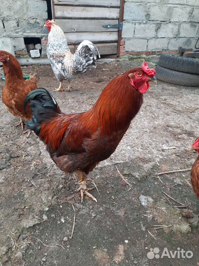 Молодые петухи