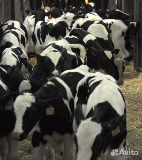 Телята бычки