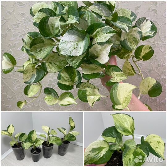 Эпипремнумы и сциндапсусы разных сортов