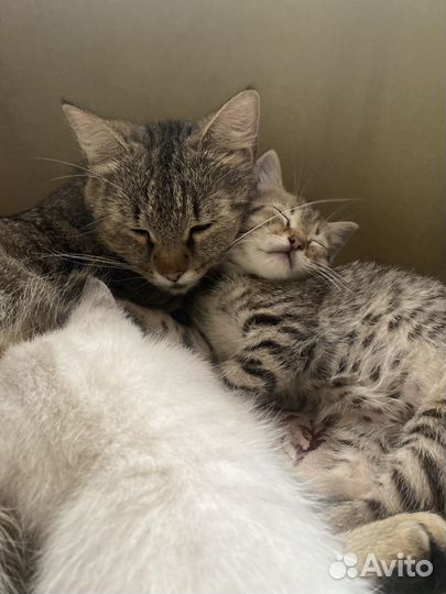 Кошечка в добрые руки