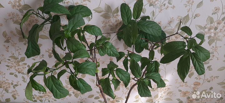 Клеродендрум