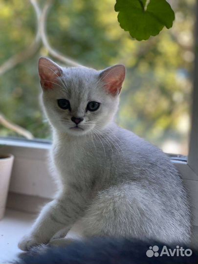 Шиншиллята драгоценных окрасов серебро