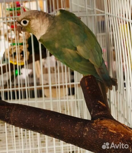 Попугай синяя пиррура с клеткой