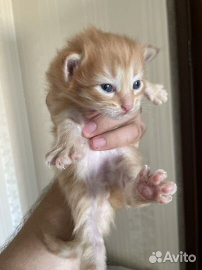 Кошка с котенком