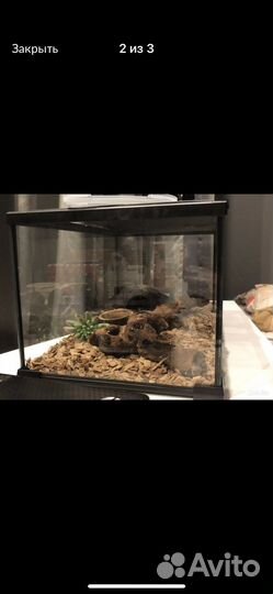Терариум для змей и ящериц