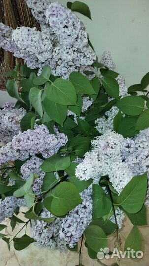 Светло фиолетовый сирень