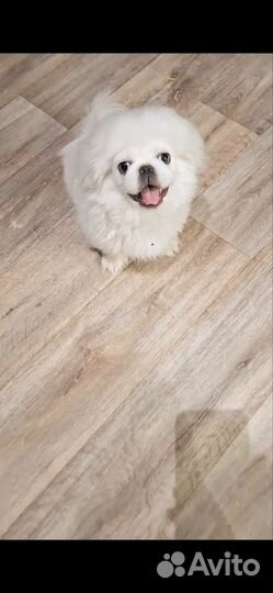 Щенок пекинеса