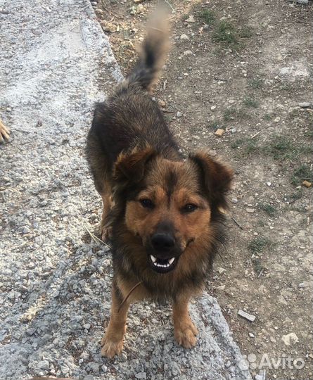 Собака улыбака