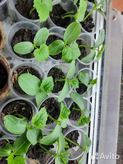 Помидоры, перец, огурцы, баклажаны, цветы