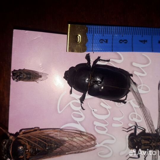 Насекомые сушеные,одним лотом