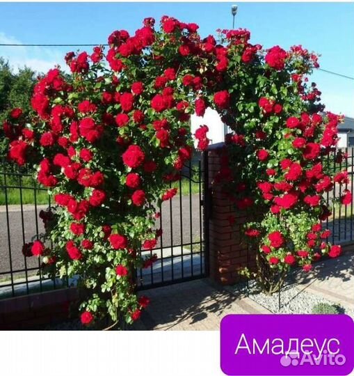 Розы плетистые и почвопокровные. зкс