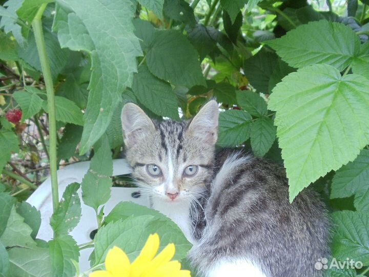 Кисточка ищет семью