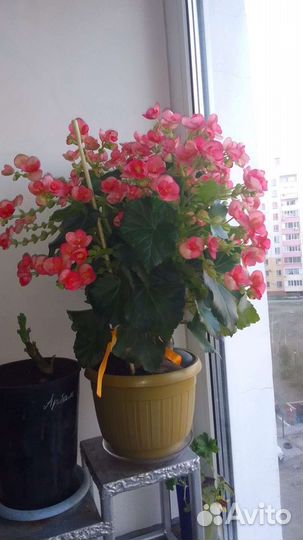 Бегония элатиор