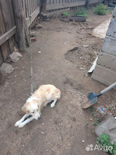 Собака в добрые руки