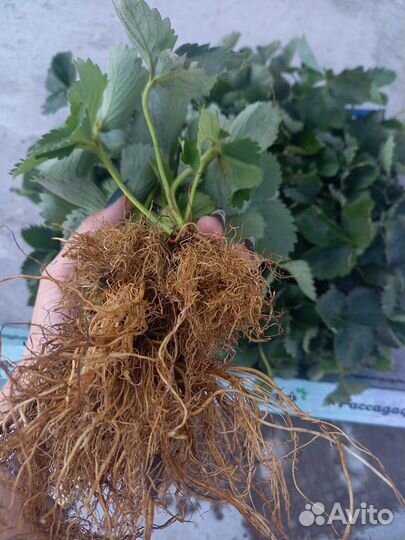 Рассада клубники. Крупная ягода