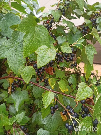 Черная смородина