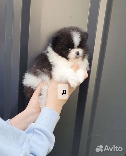 Собака