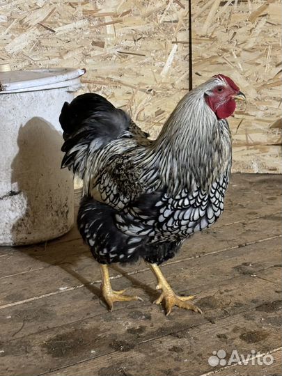 Петух Виандот серебро