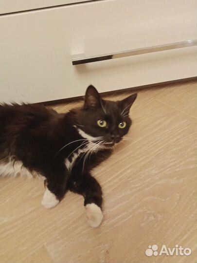 Кошечка ищет добрые ручки