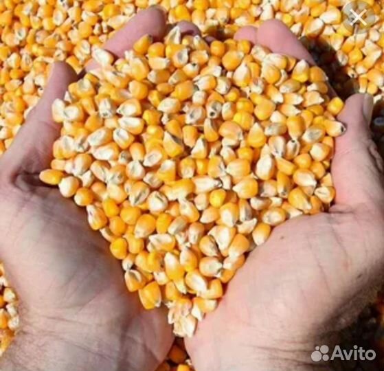Кукуруза