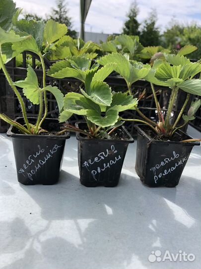 Рассада клубники