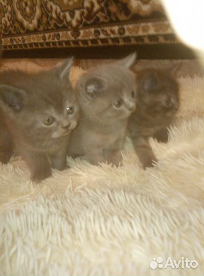 Британские котята