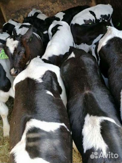 Бычки телята