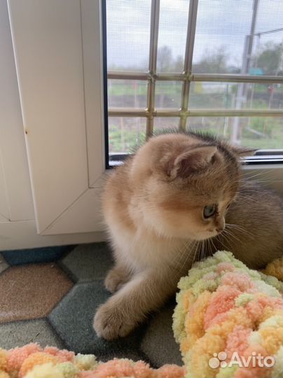Кошечка золотого окраса
